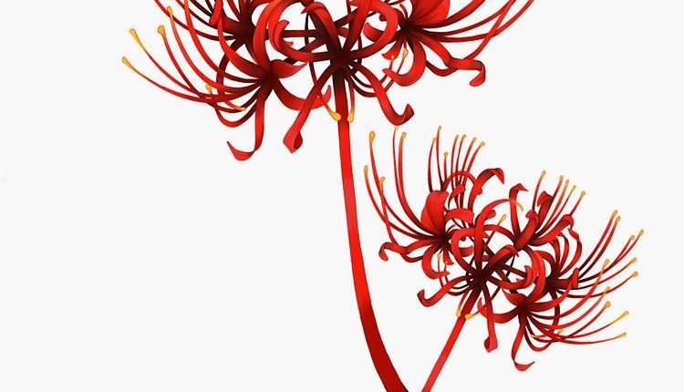 250+ Lily Tattoo Designs With Meanings (2021) Flower ideas & Symbols